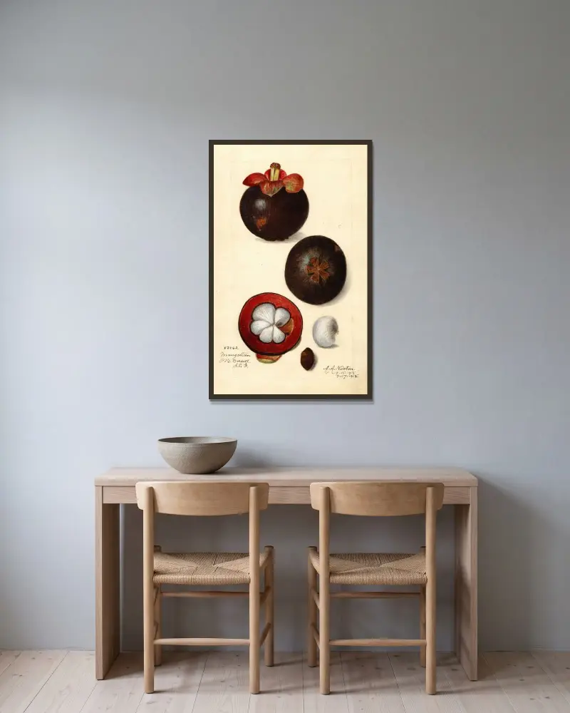 Garcinia mangostana von Amanda Almira Newton gerahmt an einer Wand