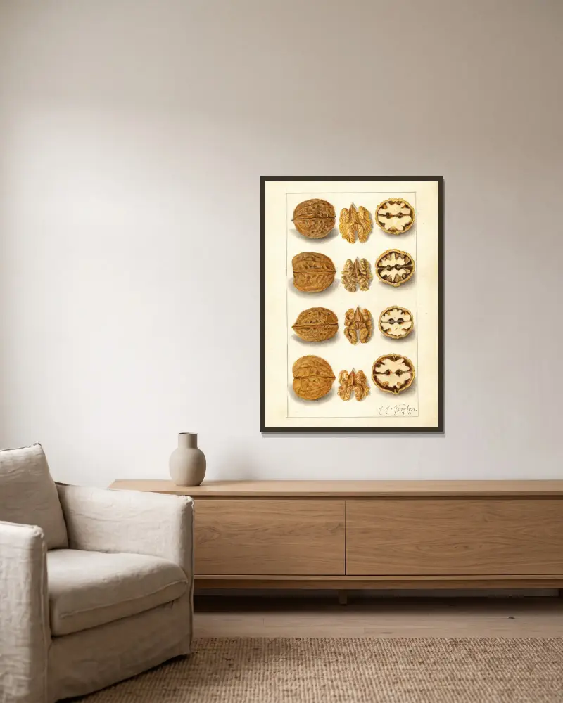 Juglans, 1911 – Nr. 1 von Amanda Almira Newton gerahmt an einer Wand