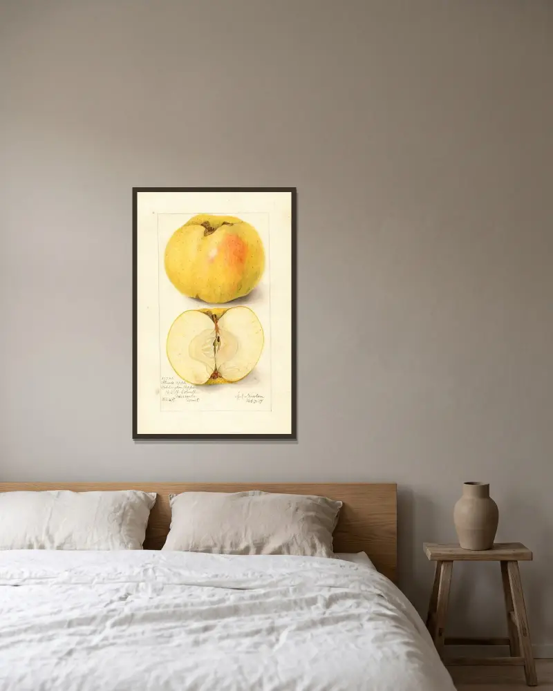 Malus domestica: Stones Apple av Amanda Almira Newton inramad på en vägg