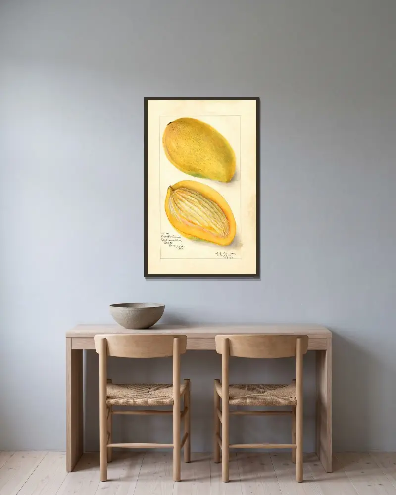 Mangifera indica: Cambodiana (Mango: Cambodiana) av Amanda Almira Newton inramad på en vägg