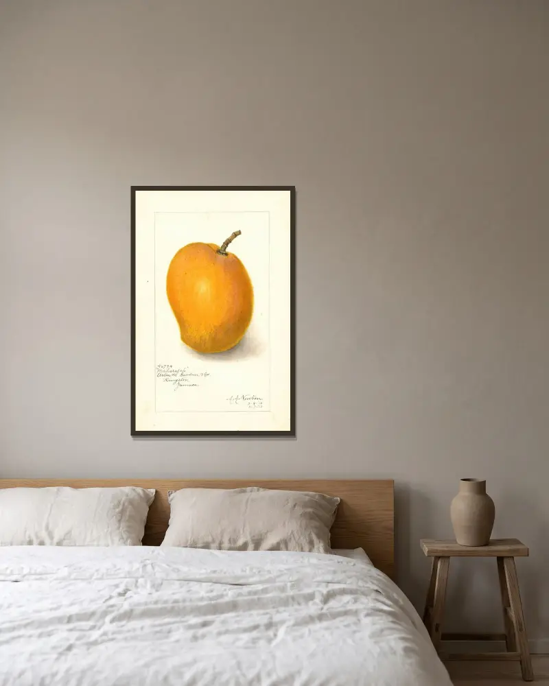 Mangifera indica: Maharajah av Amanda Almira Newton inramad på en vägg
