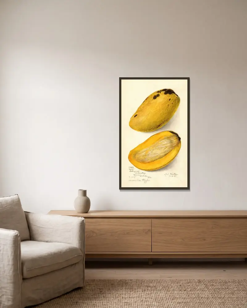 Mangifera indica: Nr. von Amanda Almira Newton gerahmt an einer Wand