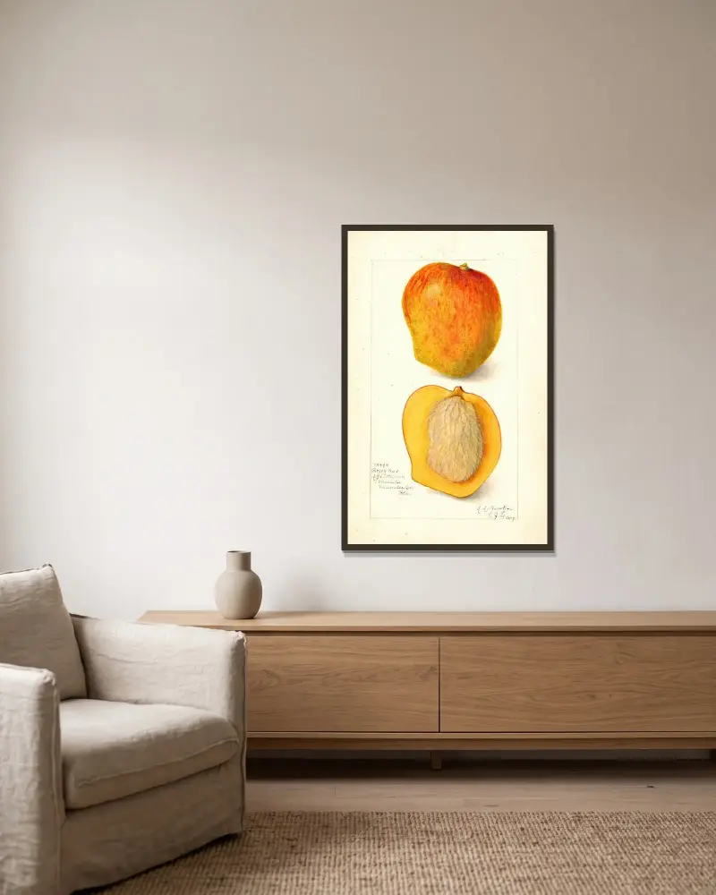 Mangifera indica: Peters No av Amanda Almira Newton inramad på en vägg