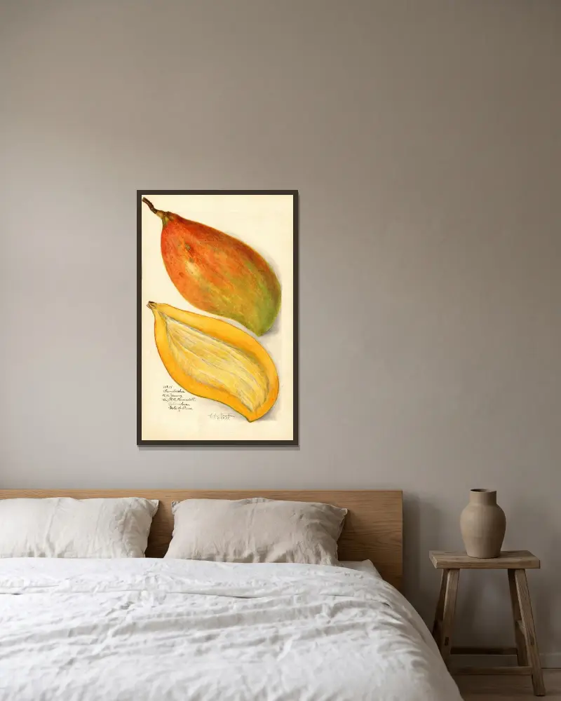 Mangifera indica: Sandersha av Amanda Almira Newton inramad på en vägg