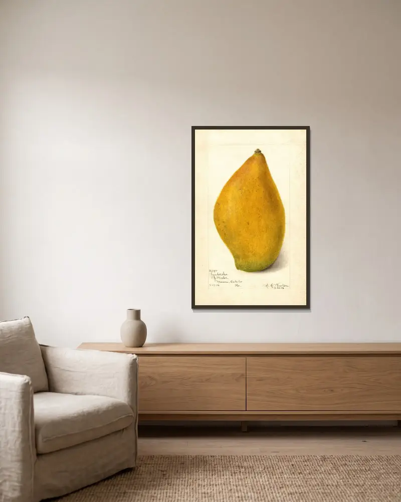 Mangifera indica: Sandersha av Amanda Almira Newton inramad på en vägg