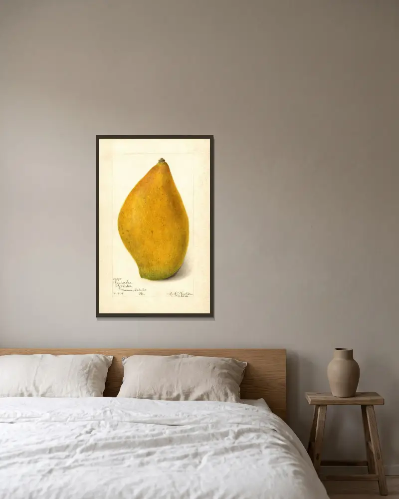 Mangifera indica: Sandersha av Amanda Almira Newton inramad på en vägg