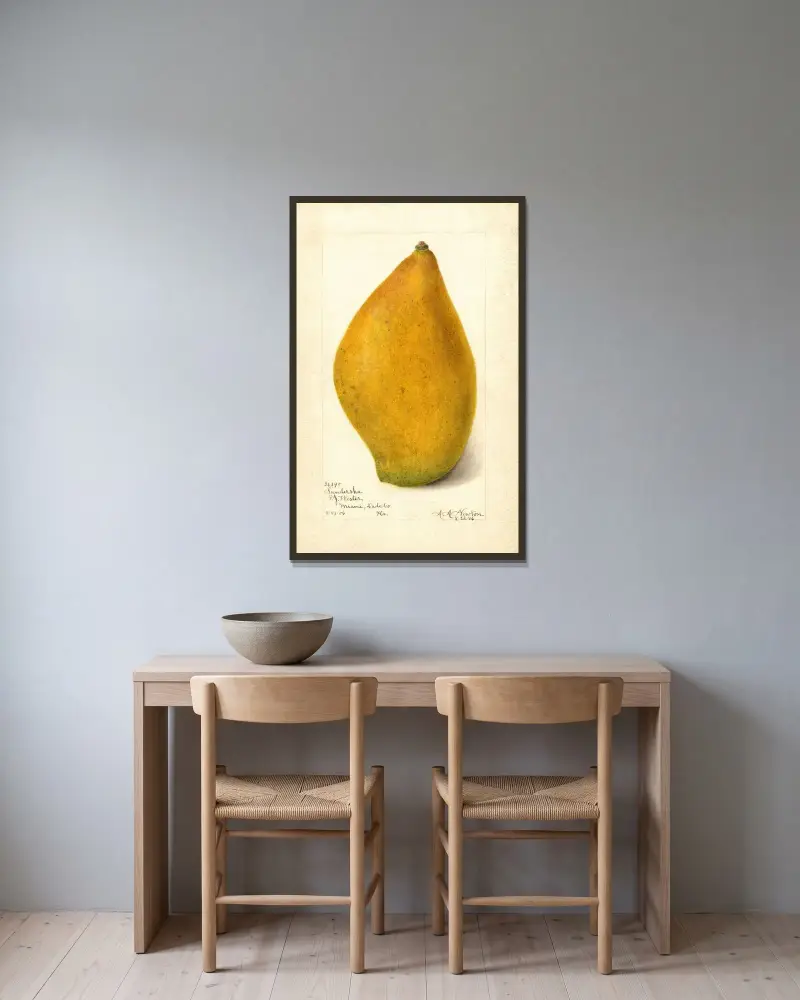 Mangifera indica: Sandersha av Amanda Almira Newton inramad på en vägg