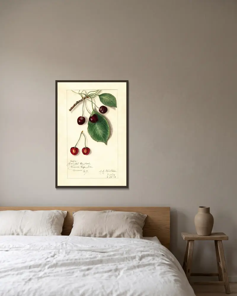 Prunus avium: Knight Early Red av Amanda Almira Newton inramad på en vägg