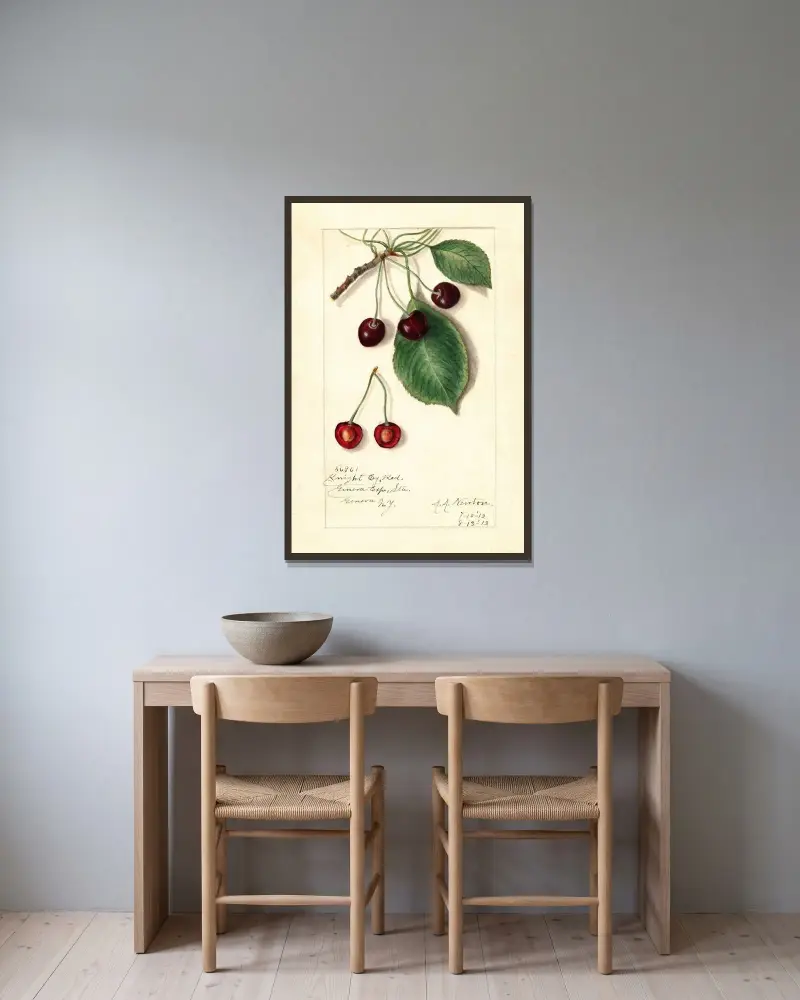Prunus avium: Knight Early Red av Amanda Almira Newton inramad på en vägg