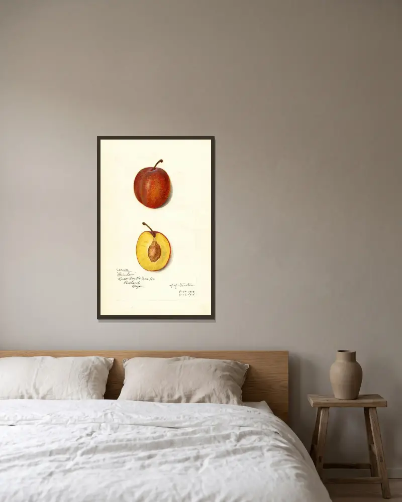 Prunus domestica: Prinlew av Amanda Almira Newton inramad på en vägg