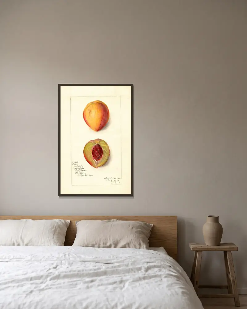 Prunus persica: Slappy av Amanda Almira Newton inramad på en vägg