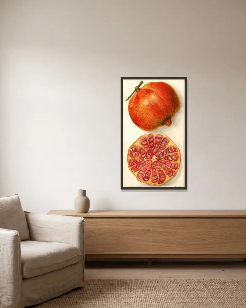 Punica granatum von Amanda Almira Newton gerahmt an einer Wand