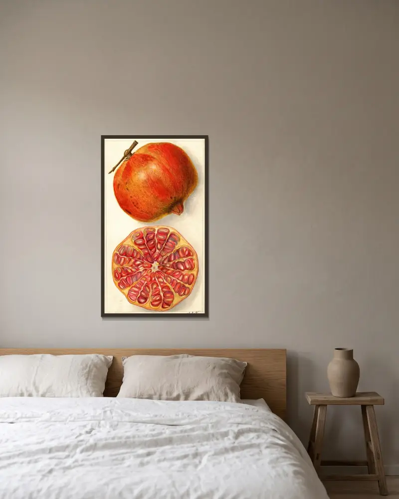 Punica granatum von Amanda Almira Newton gerahmt an einer Wand
