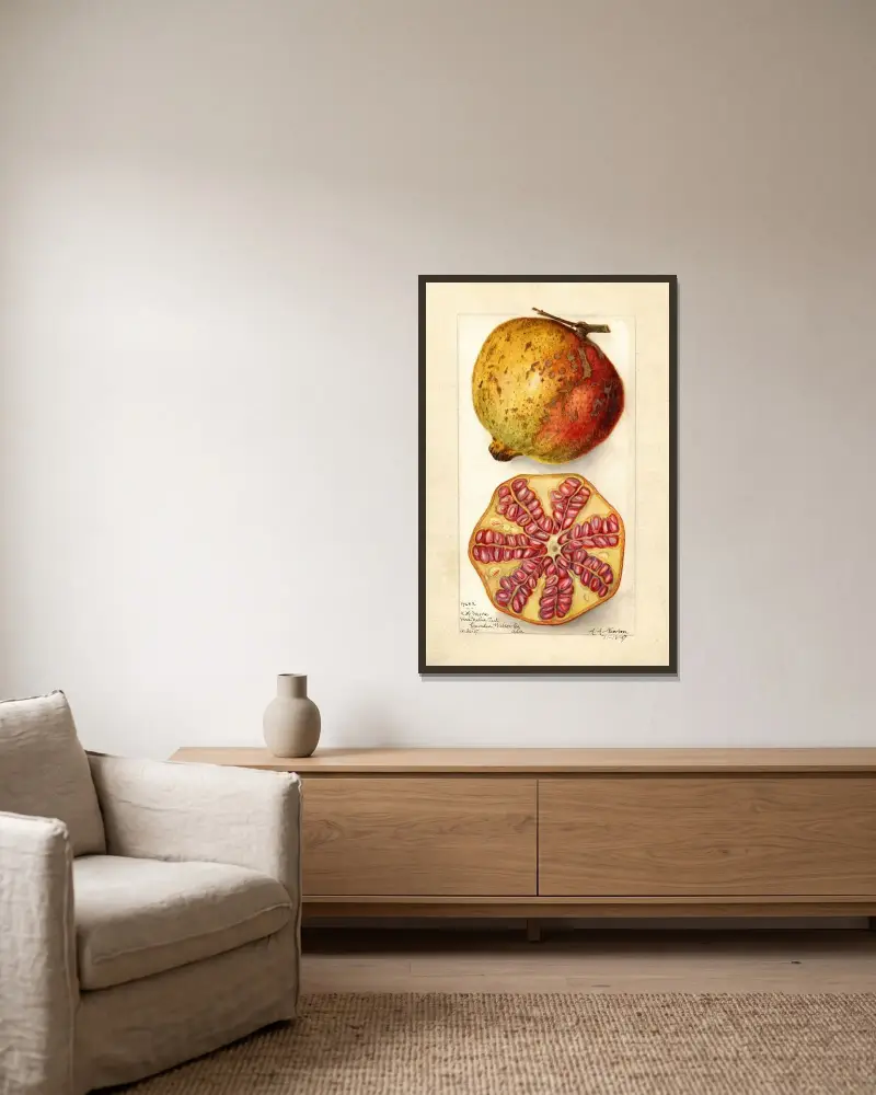 Punica granatum av Amanda Almira Newton inramad på en vägg