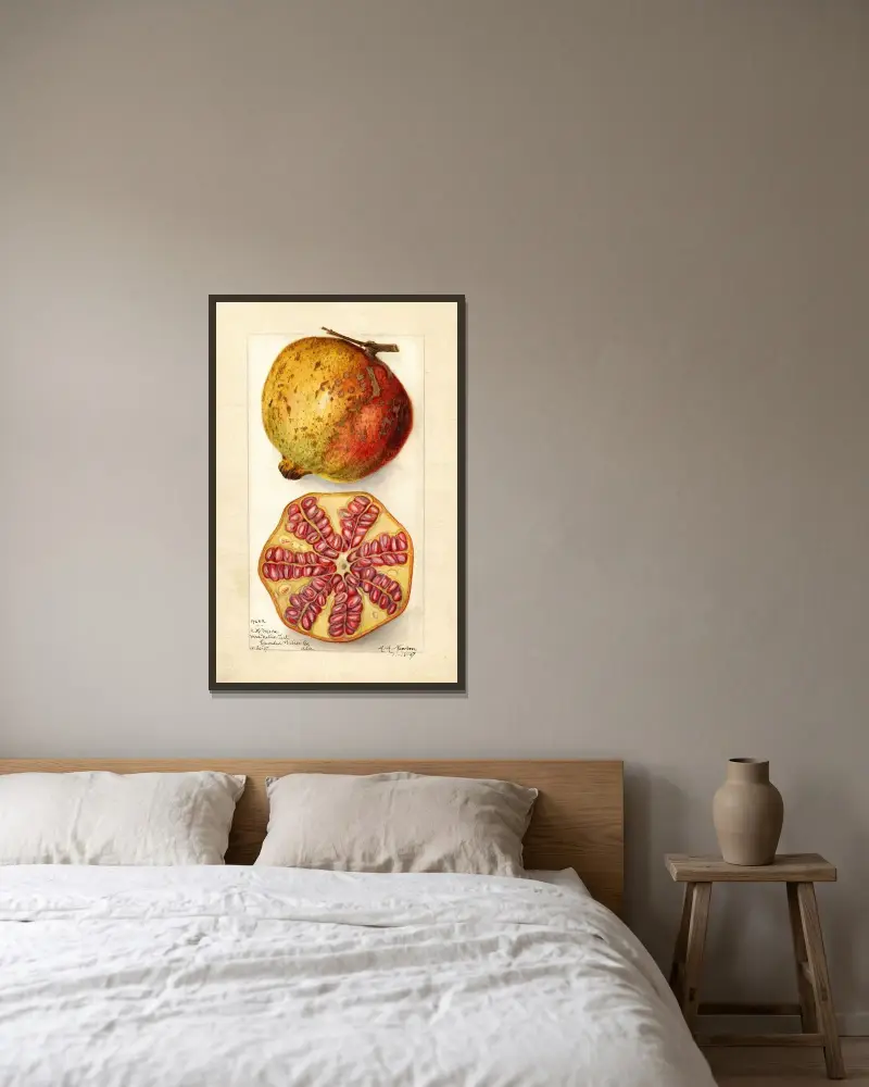 Punica granatum av Amanda Almira Newton inramad på en vägg