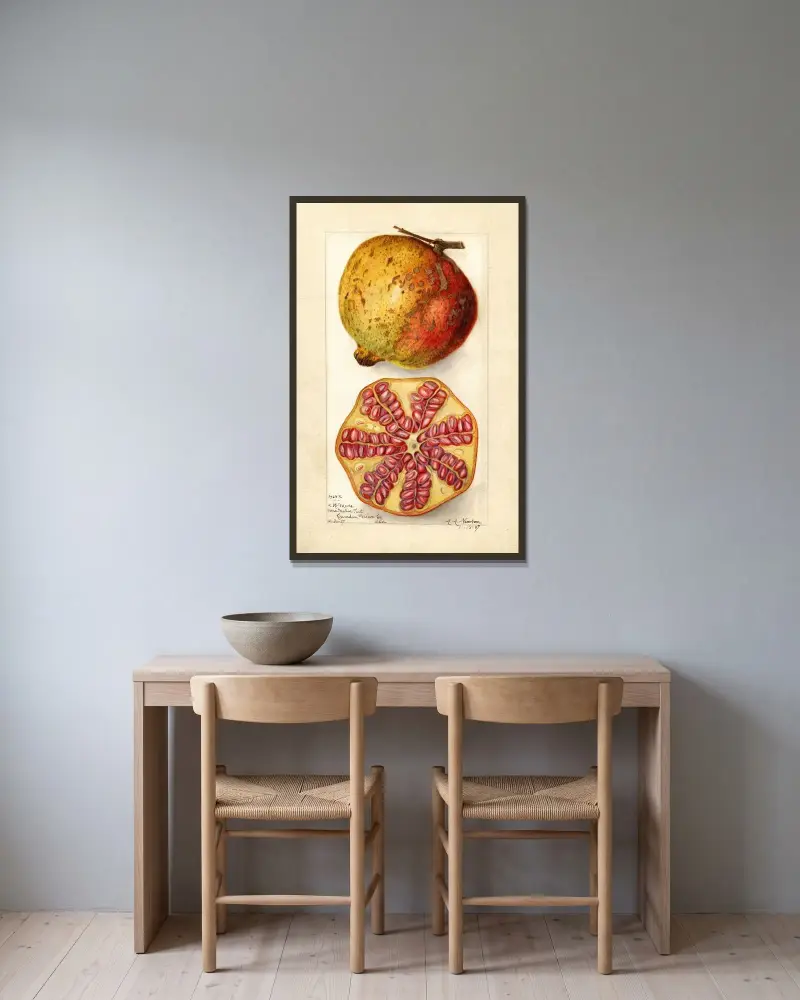 Punica granatum av Amanda Almira Newton inramad på en vägg