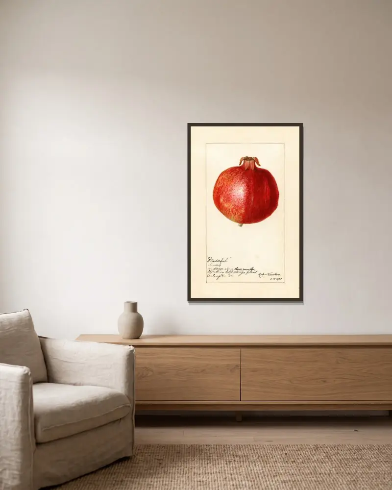 Punica granatum: Wonderful av Amanda Almira Newton inramad på en vägg