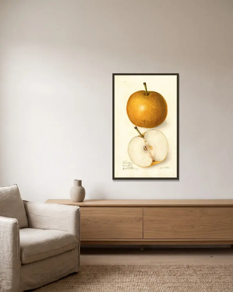 Pyrus communis: Japan Golden Russet von Amanda Almira Newton gerahmt an einer Wand