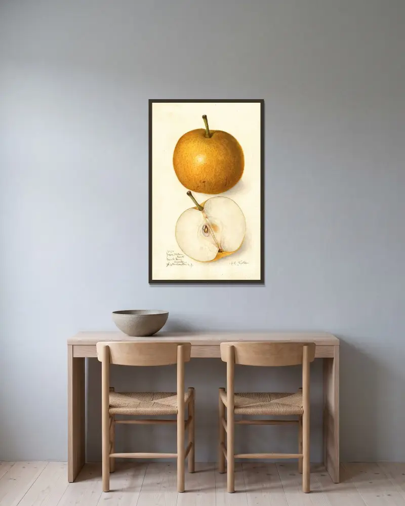 Pyrus communis: Japan Golden Russet von Amanda Almira Newton gerahmt an einer Wand