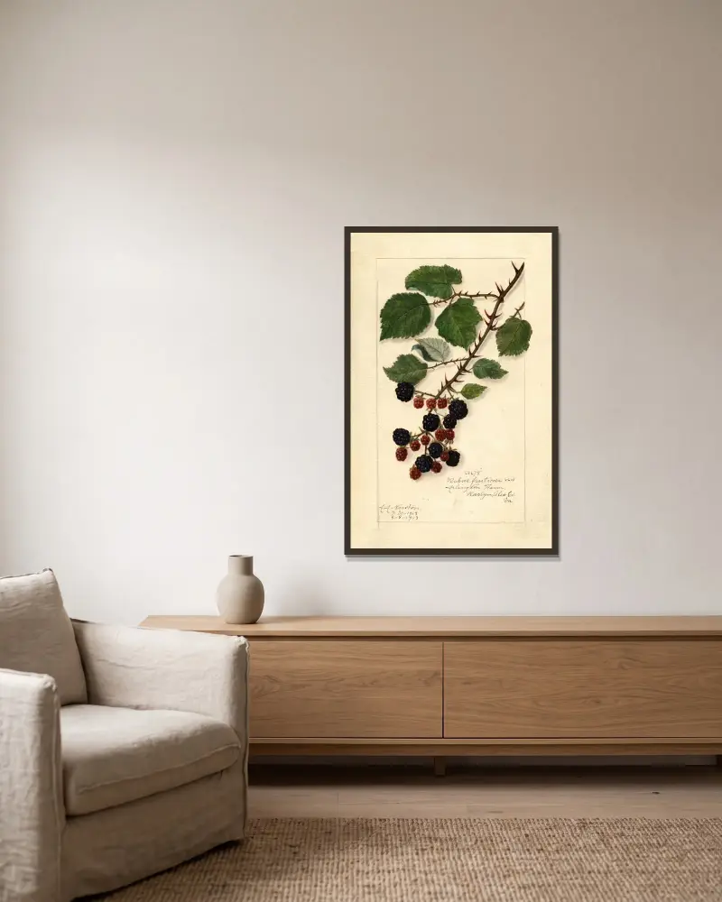 Rubus, 1913 von Amanda Almira Newton gerahmt an einer Wand