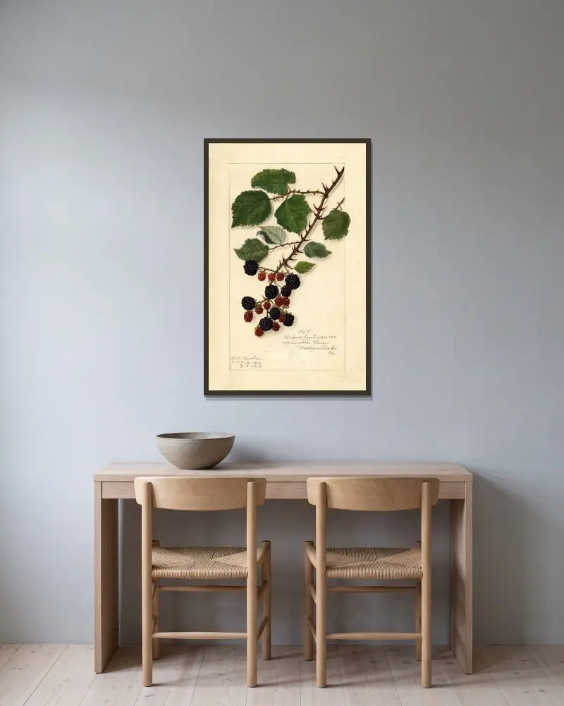 Rubus, 1913 von Amanda Almira Newton gerahmt an einer Wand