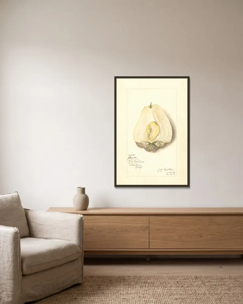 Sechium edule von Amanda Almira Newton gerahmt an einer Wand