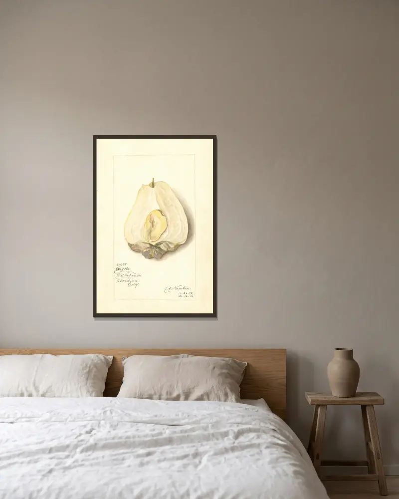 Sechium edule von Amanda Almira Newton gerahmt an einer Wand
