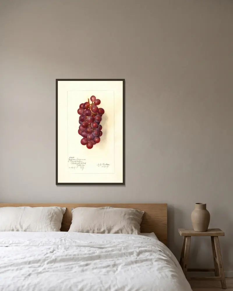 Vitis av Amanda Almira Newton inramad på en vägg