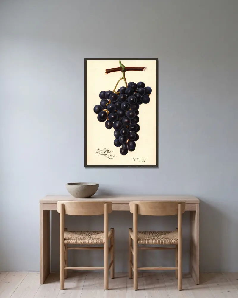 Vitis: King Philip, Amanda Almira Newton v rámu na stěně