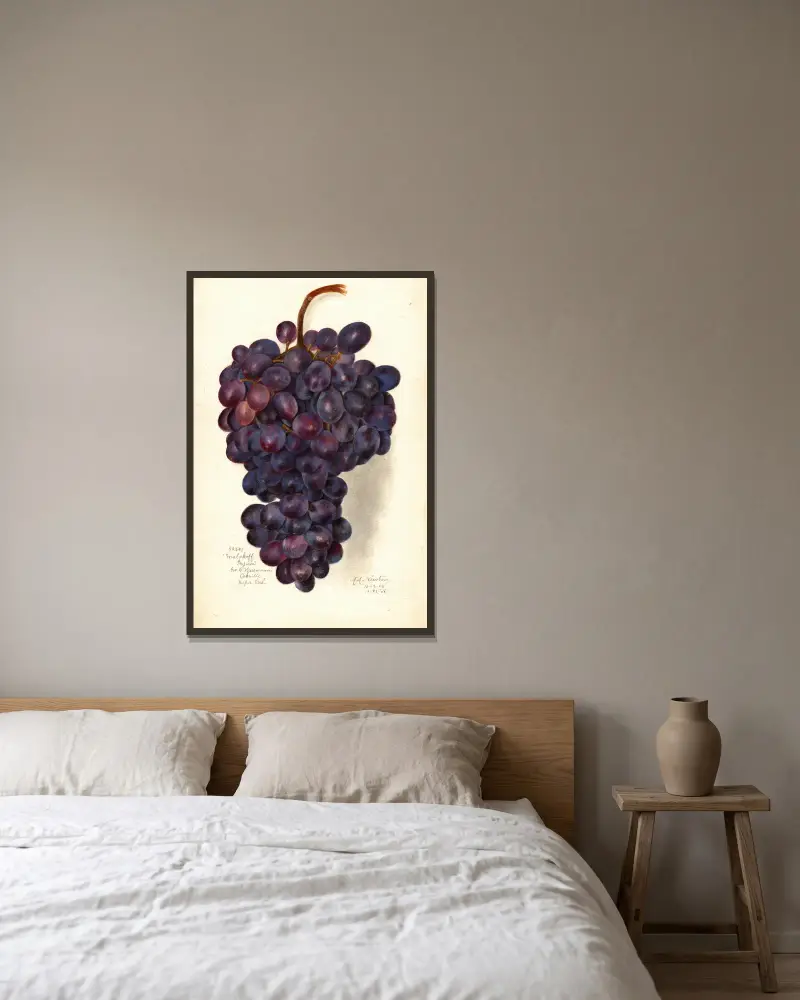 Vitis: Malakoff Isjum von Amanda Almira Newton gerahmt an einer Wand