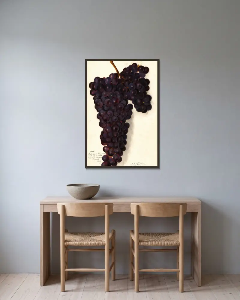 Vitis: Malvasia Rosario av Amanda Almira Newton inramad på en vägg