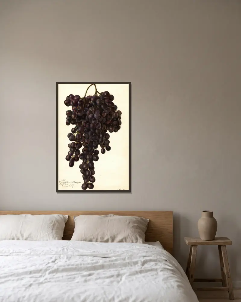 Vitis: Muscat Noir de Hangrie av Amanda Almira Newton inramad på en vägg