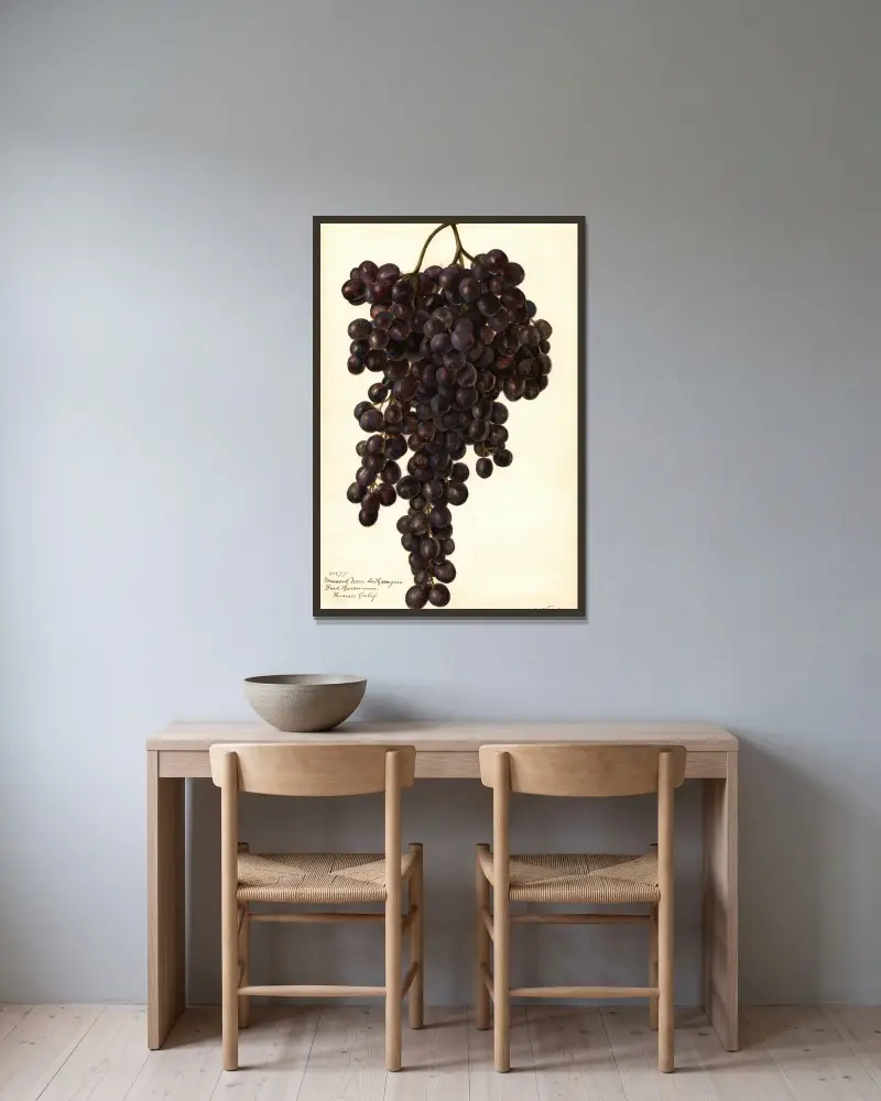 Vitis: Muscat Noir de Hangrie av Amanda Almira Newton inramad på en vägg