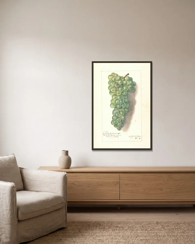 Vitis: Muscat St von Amanda Almira Newton gerahmt an einer Wand