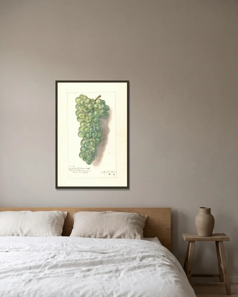 Vitis: Muscat St von Amanda Almira Newton gerahmt an einer Wand