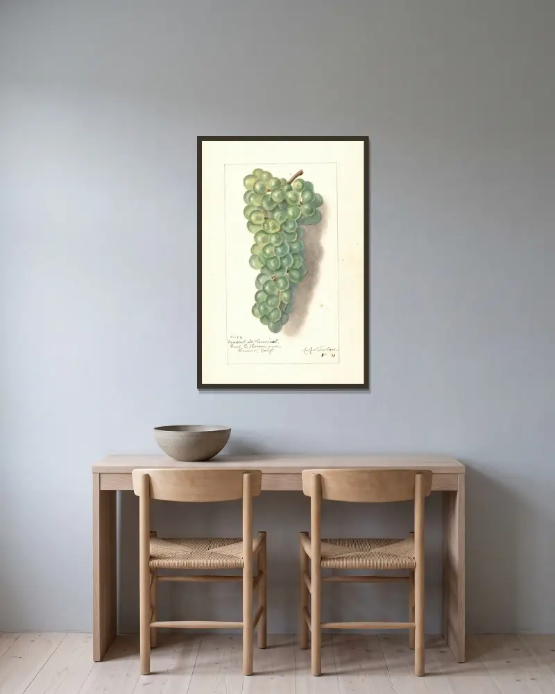 Vitis: Muscat St von Amanda Almira Newton gerahmt an einer Wand