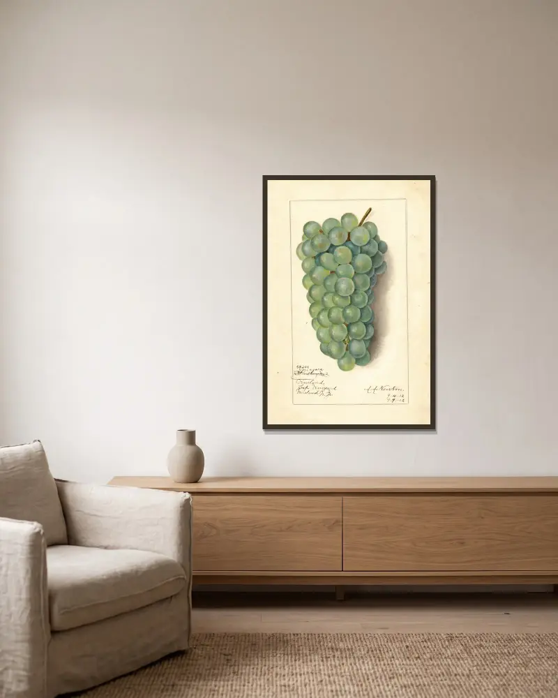 Vitis: Niagara von Amanda Almira Newton gerahmt an einer Wand