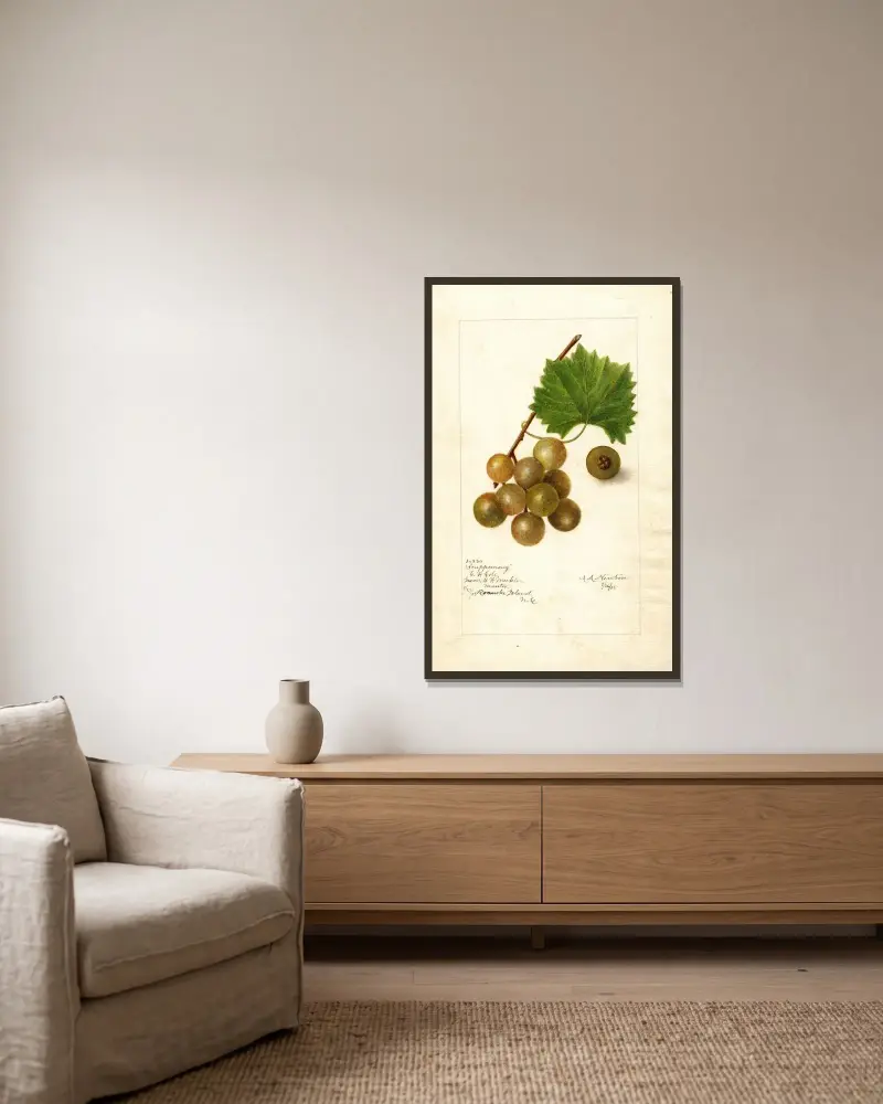 Vitis: Scuppernong av Amanda Almira Newton inramad på en vägg