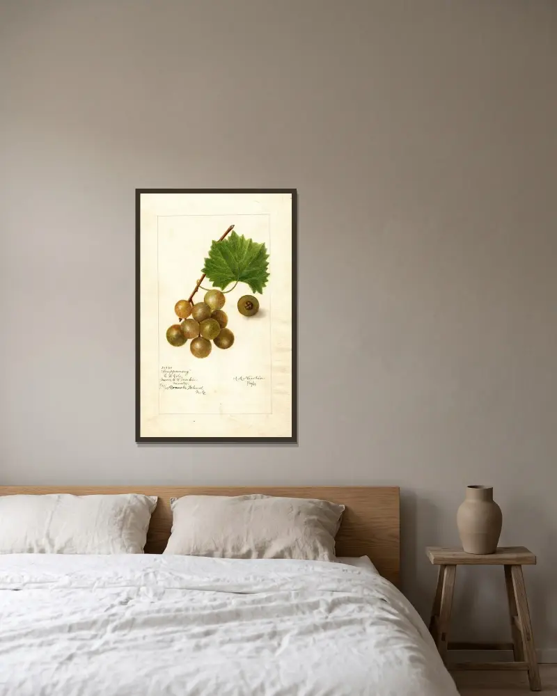 Vitis: Scuppernong av Amanda Almira Newton inramad på en vägg