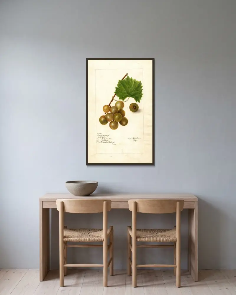 Vitis: Scuppernong av Amanda Almira Newton inramad på en vägg