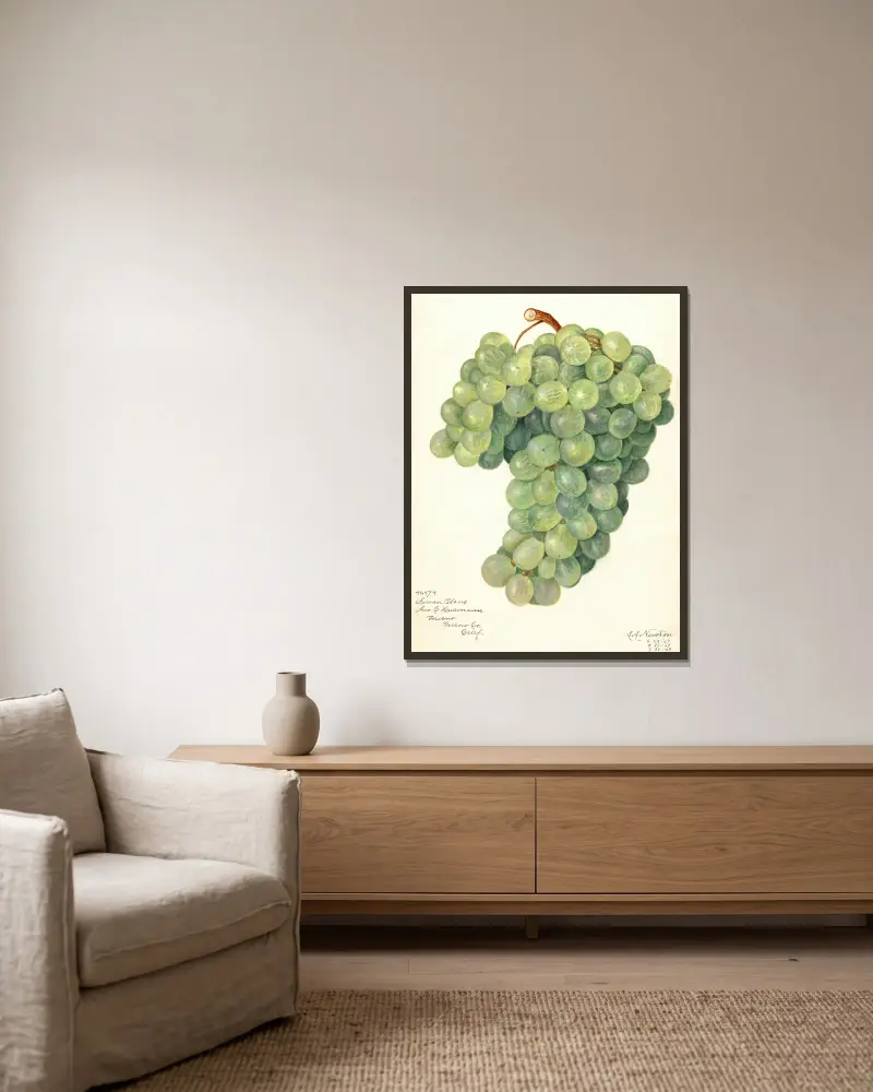Vitis: Servan Blanc von Amanda Almira Newton gerahmt an einer Wand