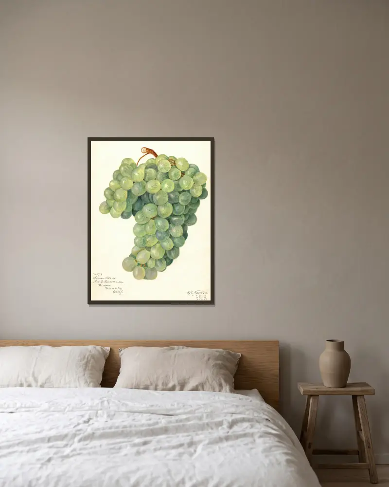 Vitis: Servan Blanc von Amanda Almira Newton gerahmt an einer Wand