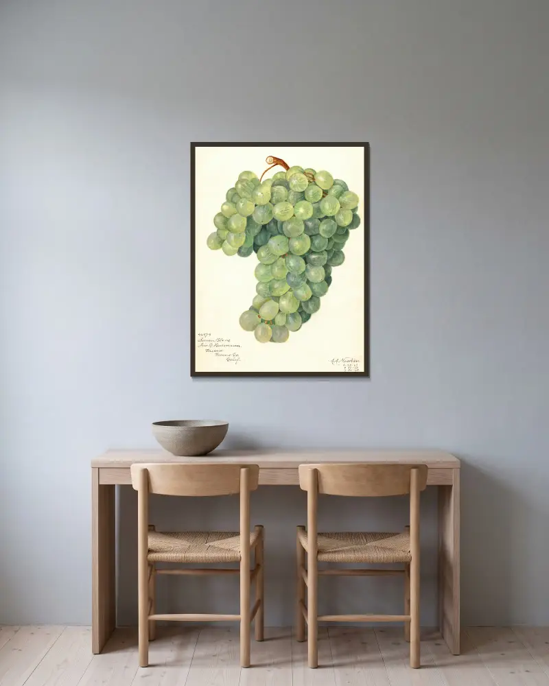 Vitis: Servan Blanc von Amanda Almira Newton gerahmt an einer Wand