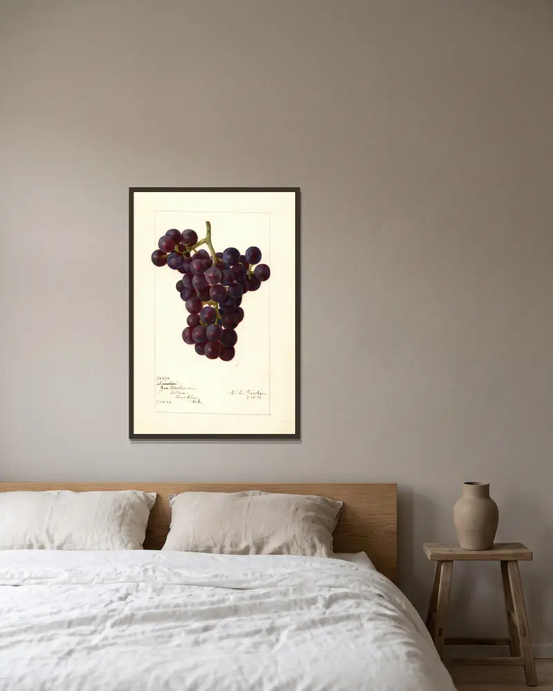 Vitis: Sunrise von Amanda Almira Newton gerahmt an einer Wand
