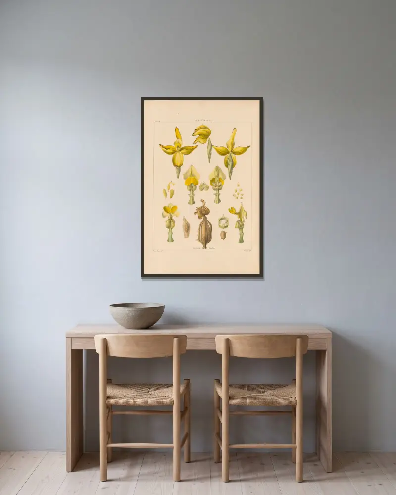 Illustrations of orchidaceous plants Pl.30 av Franz Andreas Bauer inramad på en vägg
