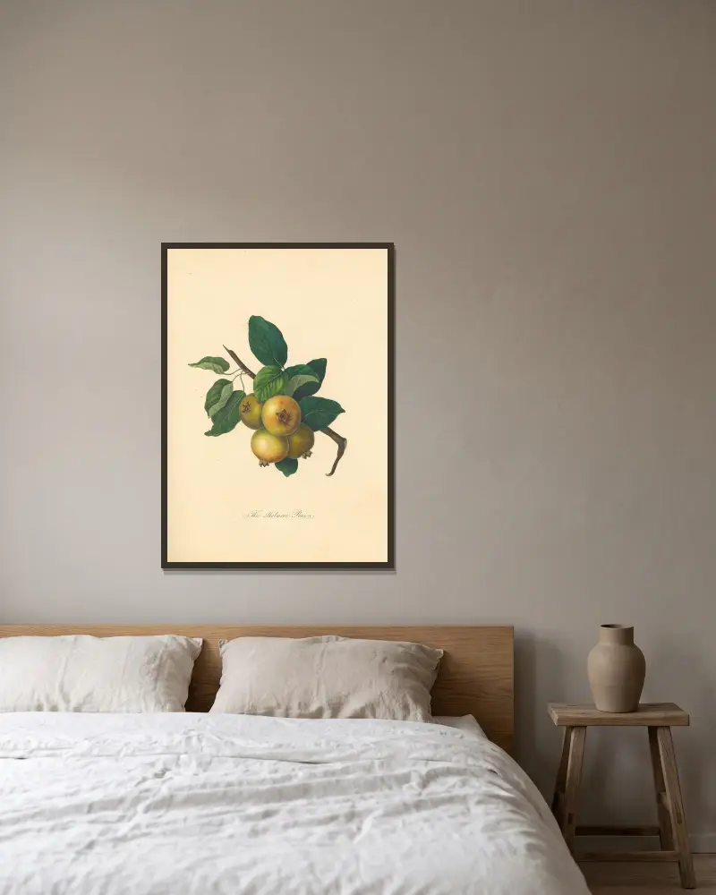 Holmore Pear von Thomas Andrew Knight gerahmt an einer Wand