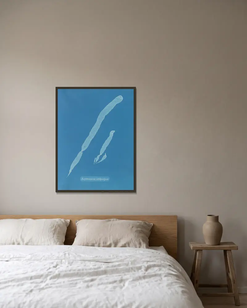 Asperococcus compressus, Anna Atkins v rámu na stěně