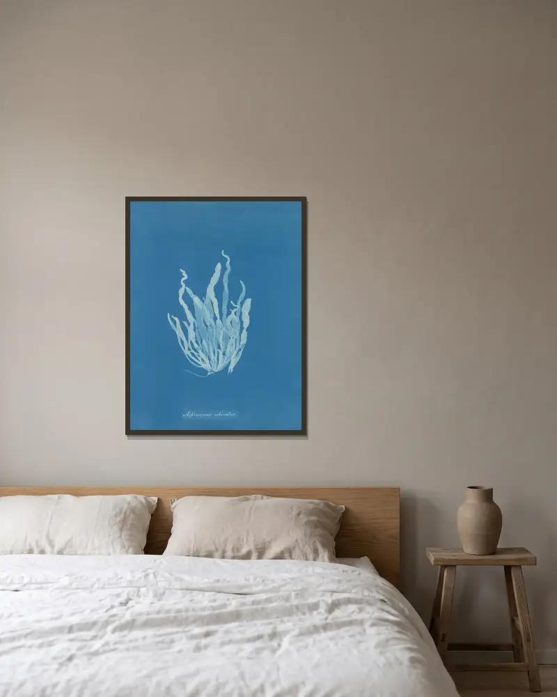 Asperococcus echinatus, Anna Atkins v rámu na stěně