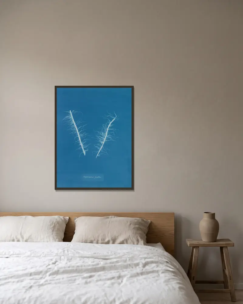 Asperococcus pusillus, Anna Atkins v rámu na stěně