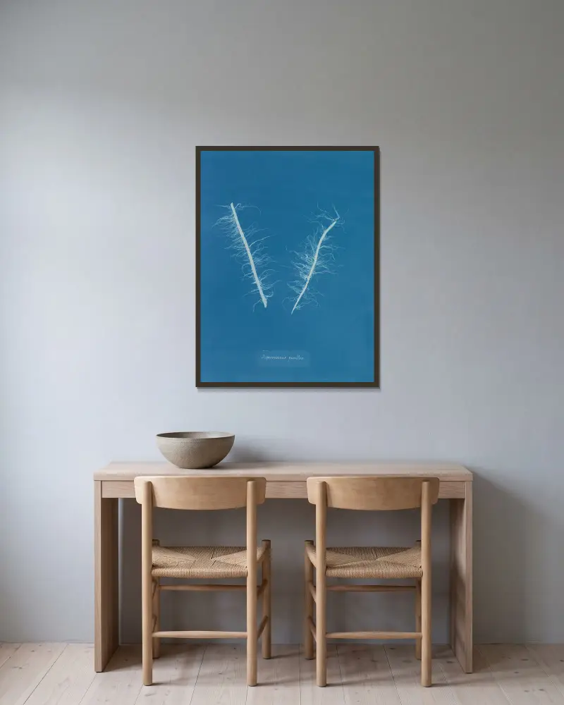 Asperococcus pusillus, Anna Atkins v rámu na stěně